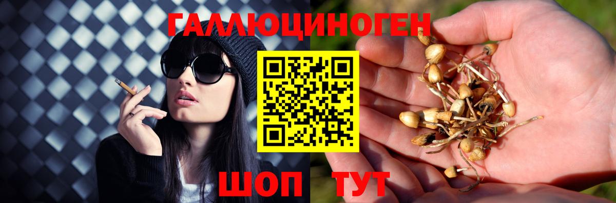 Сосновый Бор  закладки  Вход с VPN  Псилоцибиновые грибы Psilocybe 